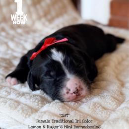 Gift - Tri-color female Bernedoodle puppy in Orange, Texas from Walk with Me Doodles