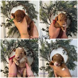 Cavapoo Puppies from My QT Doodles