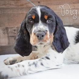 Boy 2 - Black white and tan male English Springer Spaniel puppy in Great Falls, Montana from Big Sky Springers