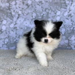 Chihuahua and Pomeranian Puppies from Luxe Paradise House of Chi