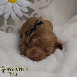 Grasshopper - Red  male Goldendoodle puppy in Beecher, Illinois from Erica’s Doodles