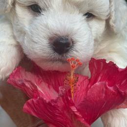 Yellow - White male Bichon Frise puppy in Lake Elsinore, California from Amber's Bichon Frise and Poodles