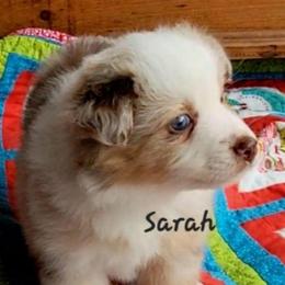 Sarah - Red merle female Miniature Australian Shepherd puppy in Waxhaw, North Carolina from Cane Creek Aussies