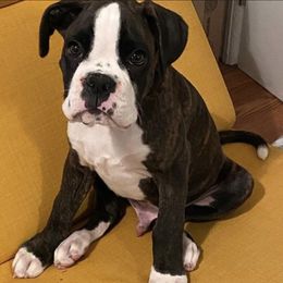 Boxer Puppies from Von Royal Dell'Infinite Deutscher