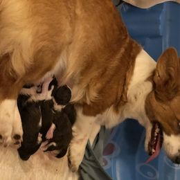 Cardigan Welsh Corgi and Great Dane Puppies from Red Oak Farm and Kennel