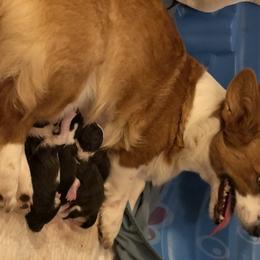 Cardigan Welsh Corgi and Great Dane Puppies from Red Oak Farm and Kennel