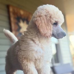 Banket - Cream male Poodle puppy in Pella, Iowa from Prodigy Farms Therapy Dogs
