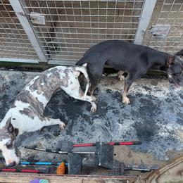 Great Dane puppies from Days Danes