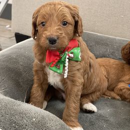 Teddy - Red  male Goldendoodle puppy in Sugarcreek, Ohio from True Hearted Doodles