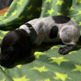 Hunter Green - Black roan male German Shorthaired Pointer puppy in Jackson, Georgia from Rosengrace Gsps (formerly Tiner GSP’s)