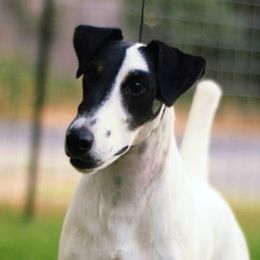 Smooth Fox Terrier puppies from Palomar Kennels