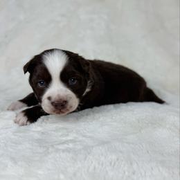 Simon - Red tri male Miniature Australian Shepherd puppy in Bedias, Texas from JSK Aussie and Cavaliers
