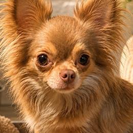 Pixie - Chihuahua