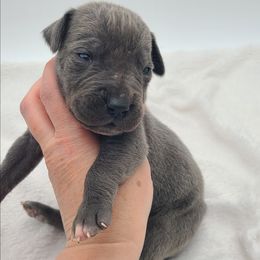 Koda - Blue male Great Dane puppy in Kannapolis, North Carolina from Carolina Great Danes & Toy Poodles