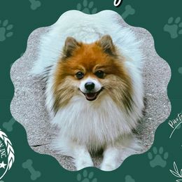 Rowdy - Pomeranian