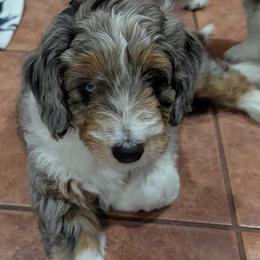 Pepper - Blue merle female Aussiedoodle puppy in New Durham, New Hampshire from Ridgeview Aussiedoodles