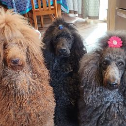 Poodles from Mn Poodles with Standards