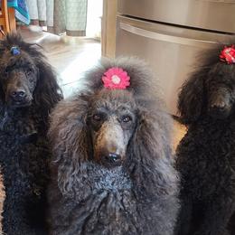 Poodles from Mn Poodles with Standards