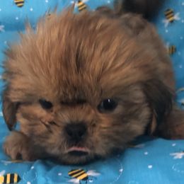 Teddy Hugabug - Red male Shih Tzu puppy in Lone Oak, Texas from Your Fuzzy Puppy