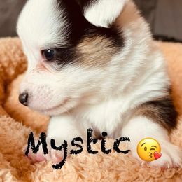 Mystic - Black and white male Cardigan Welsh Corgi puppy in Middleburg, Florida from Stornoway Cardigan Welsh Corgis