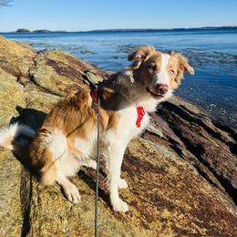 Border Collie Puppies from Lil Maine Border Collies