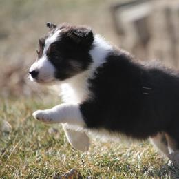 Callum - Black male Border Collie puppy in Tiskilwa, Illinois from First Harmony Farms