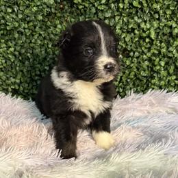 Emerald - Black tri-color female Australian Shepherd puppy in Placerville, California from BFF Aussies