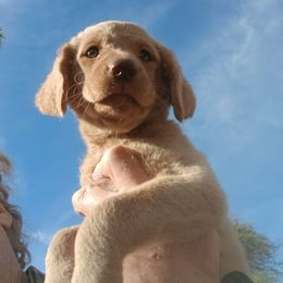 Captain  Jack - Tri-color male Labradoodle puppy in Henderson, Nevada from Hills labradoodles
