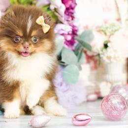 Rosy-AKC Chocolate and Tan - Chocolate and tan female Pomeranian puppy in Santa Rosa, California from Cute California Poms