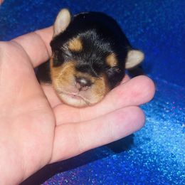 Yorkshire Terrier Puppies from The Royal Yorkie Den LLC