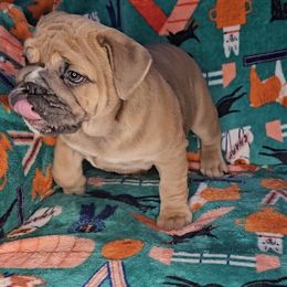Bulldog Puppies from Illinois Bullies Kennel