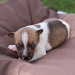 Conner - Brown and white male Jack Russell Terrier puppy in West Bend, Iowa from Blue Skies Terriers