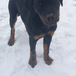 Rottweiler Puppies from Gregory Mulkeys Rottweilers