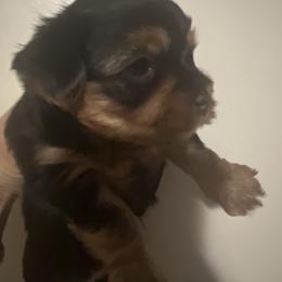 Brownie - Black and tan male Yorkshire Terrier puppy in Boston, Massachusetts from Emilia Morales