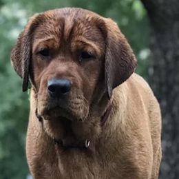 Labrador Retrievers from Echoing Pines Labradors