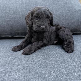 Velvet - Black male Cavapoo puppy in Midland, North Carolina from Rocky River Cavapoos
