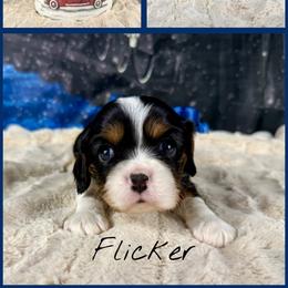 Flicker - Tri-color male Cavalier King Charles Spaniel puppy in De Pere, Wisconsin from Rose Garden Kennels