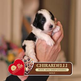 Ghirardelli - Black and white male Sheepadoodle puppy in Cleveland, Tennessee from Narrow Path Old English & Sheepadoodles