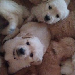 Golden Retriever Puppies from J-R Farms Goldens