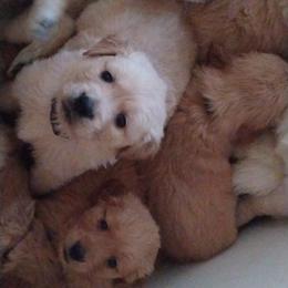 Golden Retriever Puppies from J-R Farms Goldens