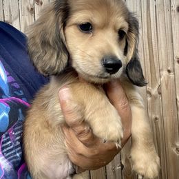 Dachshund Puppies from Island Farms Mimi’s Dachshunds Florida