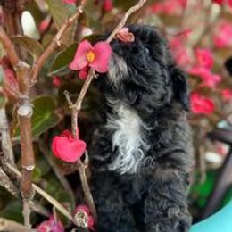 Aussiedoodle, Australian Shepherd, Poodle, Shihpoo, and Shih Tzu Puppies from Rockiń N Kennel