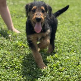 Tan Collared Male - Black and tan male Airedale Terrier puppy in Marshallville, Ohio from Anne's Pups