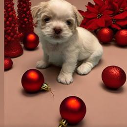 Shih Tzu Puppies from Butterfly Shih Tzu Pups
