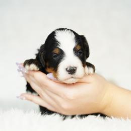 Jack - Tri-color male Bernedoodle puppy in Spokane, Washington from Lilac City Doodles