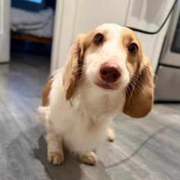 Milo - Dachshund
