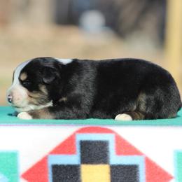 Onyx - Black tri-color male Australian Shepherd puppy in Quapaw, Oklahoma from Rocky Hill Aussies