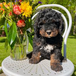 Boy 3 - Phantom male Bernedoodle puppy in St Joe, Indiana from Pawsh Bernedoodles