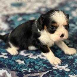 Tobias - Tri-color male Cavalier King Charles Spaniel puppy in Howardsville, Virginia from Spectacular Aussies and Cavaliers