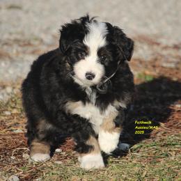 Windy - Black tri female Miniature American Shepherd puppy in Hillsdale, Michigan from Faithwalk Aussies and Mini American Shepherds